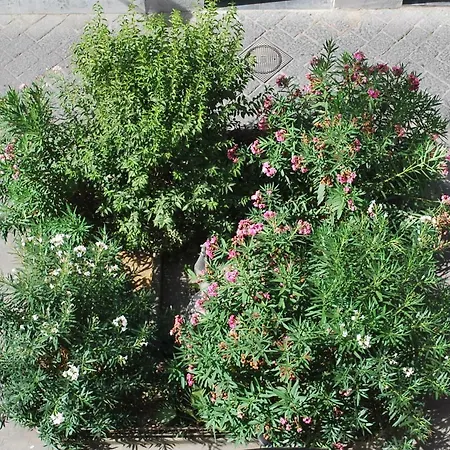 Syrentum דירה סורנטו